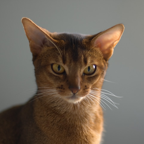 Foto - Maia